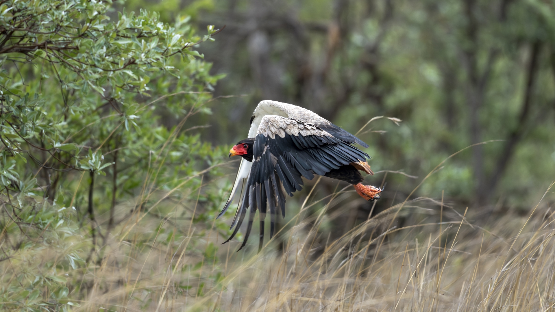 Kruger25 2025 10 30 11 17 39 ILCE 1M2 608